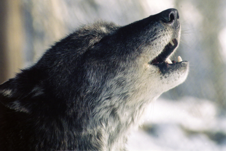 Dances with Wolves