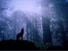 howling-wolf