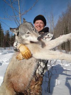 Thanksgiving for Wolves? » William Lynn